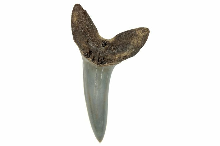 Fossil Shortfin Mako Shark Tooth - South Carolina #269968